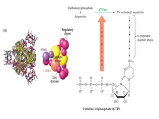 Allosteric Inhibition | PDF