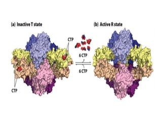 Allosteric Inhibition | PDF