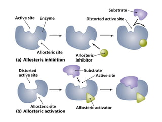 Allosteric Inhibition Diagram