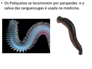 Os Poliquetos se locomovem por parapodes  e a saliva das sanguessugas é usada na medicina. 