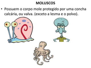 MOLUSCOS Possuem o corpo mole protegido por uma concha calcária, ou valva. (exceto a lesma e o polvo). 