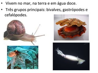   Vivem no mar, na terra e em água doce.   Três grupos principais: bivalves, gastrópodes e cefalópodes. 