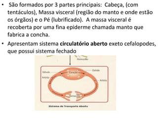   São formados por 3 partes principais:  Cabeça, (com tentáculos), Massa visceral (região do manto e onde estão os órgãos) e o Pé (lubrificado).  A massa visceral é recoberta por uma fina epiderme chamada manto que fabrica a concha.  Apresentam sistema  circulatório aberto  exeto cefalopodes, que possui sistema fechado 