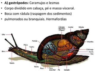A) gastrópodes:  Caramujos e lesmas Corpo dividido em cabaça, pé e massa visceral. Boca com rádula (raspagem dos sedimentos) pulmonados ou branquiais. Hermafordias 