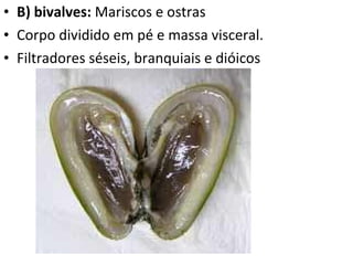 B) bivalves:  Mariscos e ostras Corpo dividido em pé e massa visceral. Filtradores séseis, branquiais e dióicos  