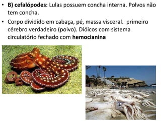 B) cefalópodes:  Lulas possuem concha interna. Polvos não tem concha. Corpo dividido em cabaça, pé, massa visceral.  primeiro cérebro verdadeiro (polvo). Dióicos com sistema circulatório fechado com  hemocianina 