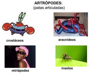 ARTRÓPODES:  (patas articuladas) crustáceos miriápodes aracnídeos insetos 