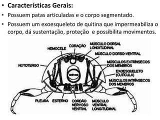 Características Gerais: Possuem patas articuladas e o corpo segmentado. Possuem um exoesqueleto de quitina que impermeabiliza o corpo, dá sustentação, proteção  e possibilita movimentos.  