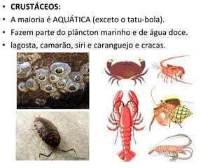 CRUSTÁCEOS: A maioria é AQUÁTICA (exceto o tatu-bola). Fazem parte do plâncton marinho e de água doce. lagosta, camarão, siri e caranguejo e cracas.   