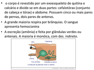 o corpo é revestido por um exoesqueleto de quitina e calcário e divide-se em duas partes: cefalotórax (conjunto de cabeça e tórax) e abdome. Possuem cinco ou mais pares de pernas, dois pares de antenas. A grande maioria respira por brânquias. O sangue apresenta hemocianina A excreção (amônia) e feita por glândulas verdes ou antenais. A maioria é monóica, com des. indireto. 