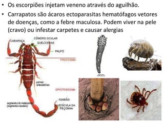 Os escorpiões injetam veneno através do aguilhão. Carrapatos são ácaros ectoparasitas hematófagos vetores de doenças, como a febre maculosa. Podem viver na pele (cravo) ou infestar carpetes e causar alergias 
