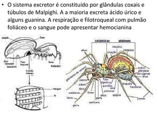 O sistema excretor é constituído por glândulas coxais e túbulos de Malpighi. A a maioria excreta ácido úrico e alguns guanina. A respiração e filotroqueal com pulmão foliáceo e o sangue pode apresentar hemocianina 