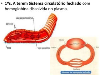 1ºs. A terem Sistema circulatório fechado  com hemoglobina dissolvida no plasma.  