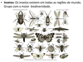Insetos:  Os insetos existem em todas as regiões do mundo. Grupo com a maior  biodiversidade. 
