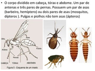 O corpo dividido em cabeça, tórax e abdome. Um par de antenas e três pares de pernas. Possuem um par de asas (barbeiro, hemíptero) ou dois pares de asas (mosquitos, dípteros ). Pulgas e piolhos não tem asas (ápteros) 