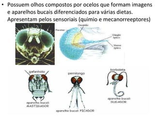 Possuem olhos compostos por ocelos que formam imagens e aparelhos bucais diferenciados para várias dietas. Apresentam pelos sensoriais (quimio e mecanorreeptores) 