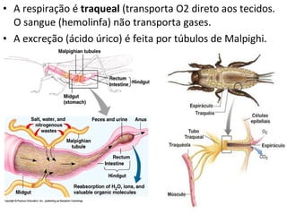 A respiração é  traqueal  (transporta O2 direto aos tecidos. O sangue (hemolinfa) não transporta gases. A excreção (ácido úrico) é feita por túbulos de Malpighi. 