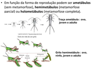 Em função da forma de reprodução podem ser  ametábulos  (sem metamorfose),  hemimetábulos  (metamorfose parcial) ou  holometábulos  (metamorfose completa). Traça ametábula : ovo,  jovem e adulto Grilo hemimetábulo : ovo, ninfa, jovem e adulto 