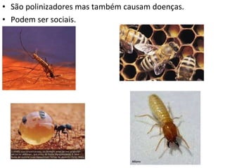 São polinizadores mas também causam doenças.  Podem ser sociais. 