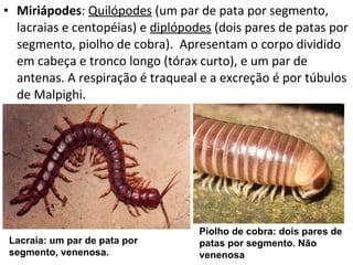Miriápodes :  Quilópodes  (um par de pata por segmento,  lacraias e centopéias) e  diplópodes  (dois pares de patas por segmento, piolho de cobra).  Apresentam o corpo dividido em cabeça e tronco longo (tórax curto), e um par de antenas. A respiração é traqueal e a excreção é por túbulos de Malpighi. Lacraia: um par de pata por segmento, venenosa. Piolho de cobra: dois pares de patas por segmento. Não venenosa 