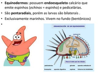 Equinodermos : possuem  endoesqueleto  calcário que emite espinhos ( echinos  = espinho) e pedicelárias.   São  pentaradiais , porém as larvas são bilaterais . Exclusivamente marinhos. Vivem no fundo (bentônicos)    
