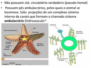 Não possuem sist. circulatório verdadeiro (pseudo-hemal)    Possuem pés ambulacrários, pelos quais o animal se locomove. Ssão  projeções de um complexo sistema interno de canais que formam o chamado sistema  ambulacrário  (hidrovascular). 