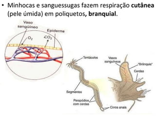 Minhocas e sanguessugas fazem respiração  cutânea  (pele úmida)   em poliquetos , branquial .  