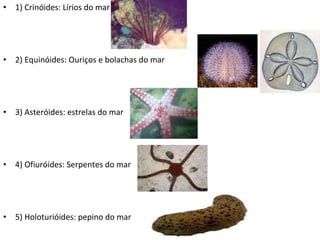 1) Crinóides: Lírios do mar 2) Equinóides: Ouriços e bolachas do mar 3) Asteróides: estrelas do mar 4) Ofiuróides: Serpentes do mar 5) Holoturióides: pepino do mar 