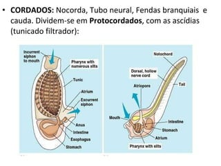 CORDADOS:  Nocorda, Tubo neural, Fendas branquiais  e cauda. Dividem-se em  Protocordados , com as ascídias (tunicado filtrador): 