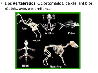 E os  Vertebrados : Ciclostomados, peixes, anfíbios, répteis, aves e mamíferos: 