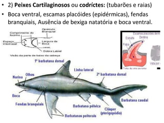 2)  Peixes Cartilaginosos  ou  codríctes:  (tubarões e raias)  Boca ventral, escamas placóides (epidérmicas), fendas branquiais, Ausência de bexiga natatória e boca ventral. 