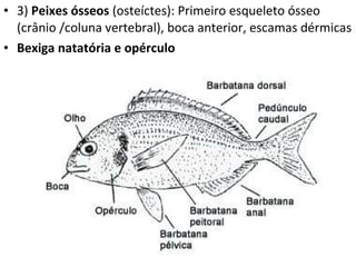3)  Peixes ósseos  (osteíctes): Primeiro esqueleto ósseo (crânio /coluna vertebral), boca anterior, escamas dérmicas Bexiga natatória e opérculo 