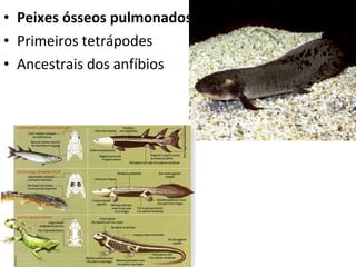 Peixes ósseos pulmonados Primeiros tetrápodes Ancestrais dos anfíbios 