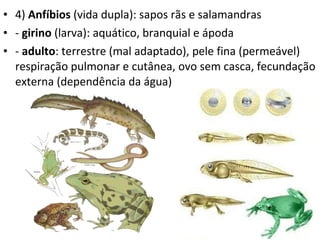4)  Anfíbios  (vida dupla): sapos rãs e salamandras -  girino  (larva): aquático, branquial e ápoda -  adulto : terrestre (mal adaptado), pele fina (permeável) respiração pulmonar e cutânea, ovo sem casca, fecundação externa (dependência da água) 