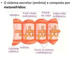 O sistema excretor (amônia) e composto por  metanefrídios: 