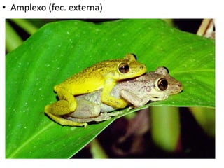 Amplexo (fec. externa) 