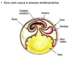 Ovo com casca e anexos embrionários 