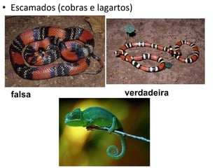 Escamados (cobras e lagartos) falsa verdadeira 