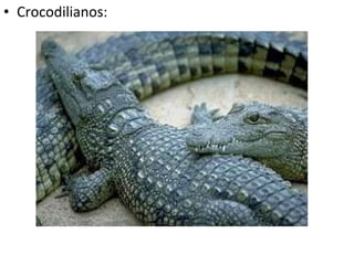 Crocodilianos: 