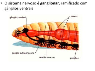 O sistema nervoso é  ganglionar , ramificado com gânglios ventrais 