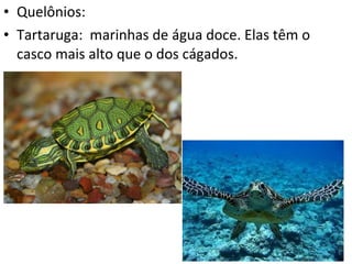 Quelônios: Tartaruga:  marinhas de água doce. Elas têm o casco mais alto que o dos cágados.  