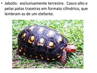 Jabotis:  exclusivamente terrestre.  Casco alto e pelas patas traseiras em formato cilíndrico, que lembram as de um elefante. 
