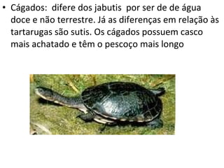 Cágados:  difere dos jabutis  por ser de de água doce e não terrestre. Já as diferenças em relação às tartarugas são sutis. Os cágados possuem casco mais achatado e têm o pescoço mais longo 
