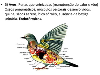 6)  Aves : Penas querarinizadas (manutenção do calor e vôo) Ossos pneumáticos, músculos peitorais desenvolvidos, quilha, sacos aéreos, bico córneo, ausência de bexiga urinária.  Endotérmicos.   