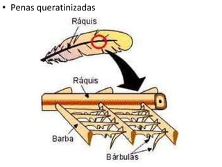 Penas queratinizadas 