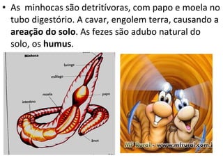 As  minhocas são detritívoras, com papo e moela no tubo digestório. A cavar, engolem terra, causando a  areação do solo . As fezes são adubo natural do solo, os  humus . 