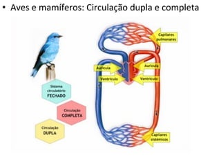 Aves e mamíferos: Circulação dupla e completa 
