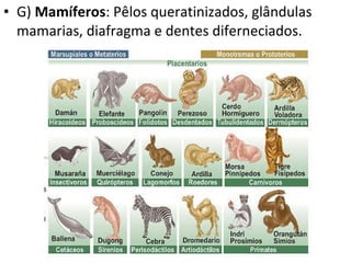 G)  Mamíferos : Pêlos queratinizados, glândulas mamarias, diafragma e dentes diferneciados. 
