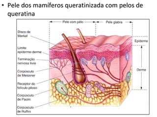 Pele dos mamíferos queratinizada com pelos de queratina 