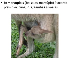 b)  marsupiais  (bolsa ou marsúpio) Placenta primitiva: cangurus, gambás e koalas. 